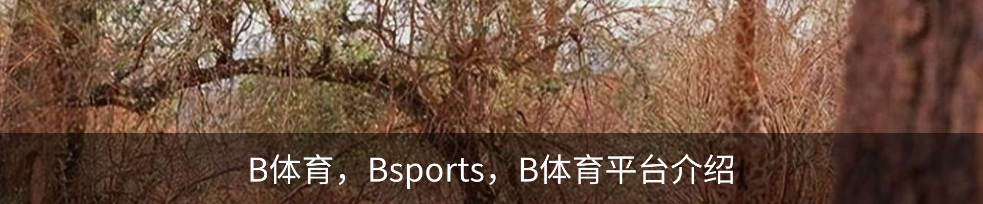 内页banner
